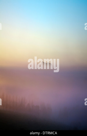 Sunrise e early morning mist sulle colline e valli Mangawhai, Northland e North Island, Nuova Zelanda Foto Stock