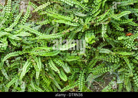 Maidenhair spleenwort, Asplenium trichomanes, colonises crepe di un vecchio muro Foto Stock