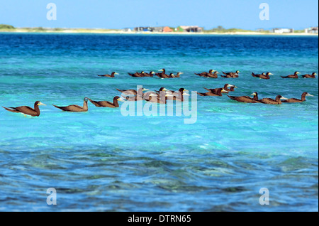 Brown Booby (Sula leucogaster) gruppo di uccelli sul mare Espenqui Isola Arcipelago di Los Roques PARCO NAZIONALE ,Venezuela Foto Stock