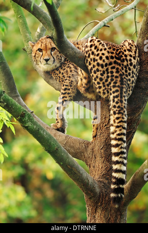 Ghepardo su albero / (Acinonyx jubatus) Foto Stock