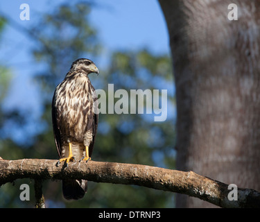 Mangrovie Black Hawk (Buteogallus anthracinus subtilis) uccello giovanile arroccato su ramo di albero nella penisola di Osa, Costa Rica Foto Stock