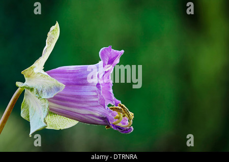 Cup-e-saucer Vine / (Cobaea scandens) / Le campane della cattedrale si Foto Stock