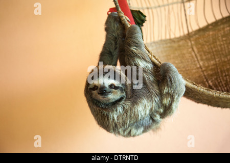 Sloth salvato a tre punte (Bradypus variegatus) appeso a un cestino presso il Santuario della Sloth di Costa Rica Foto Stock