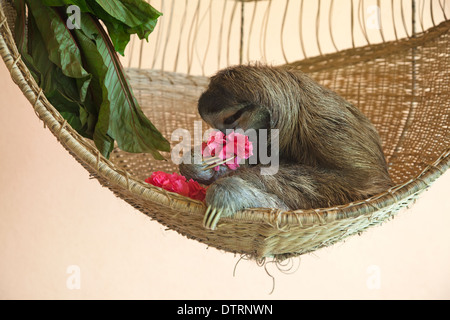 Salvato il bradipo (Bradypus variegatus) mangiare fiori di ibisco, un trattamento preferito, all'accidia Santuario della Costa Rica Foto Stock