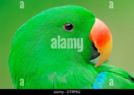 Nuova Guinea Red-sided Eclectus Parrot, maschio / (Eclectus roratus polychloros) / rosso-sided Eclectus Parrot, Nuova Guinea Eclectus Foto Stock