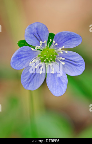 Liverleaf, Provenza, Francia meridionale / (Hepatica nobilis) / Comune Hepatica Foto Stock