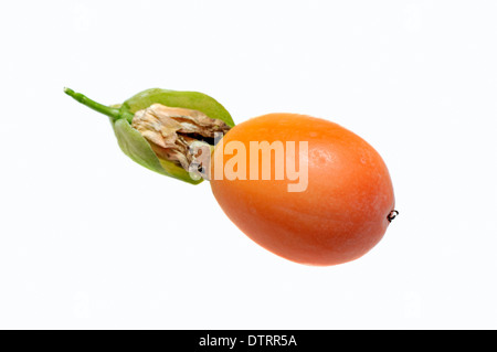 Fiore della passione, frutta / (Passiflora caerulea) / il frutto della passione Foto Stock