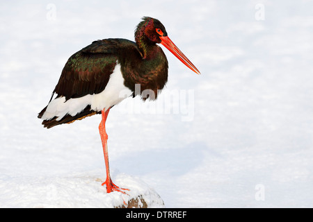 Cicogna Nera / (Ciconia nigra) Foto Stock