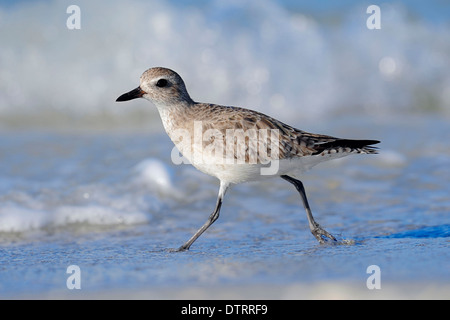 Rospo Plover in inverno piumaggio, Sanibel Island, Florida, Stati Uniti d'America / (Pluvialis squatarola) / Grigio Plover Foto Stock