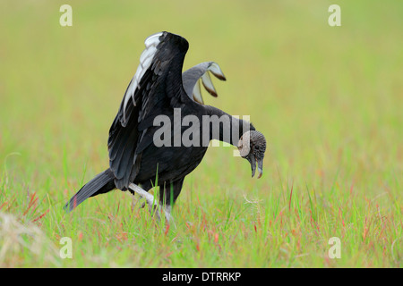 Avvoltoio nero, Myakka River State Park, Florida, Stati Uniti d'America / (Coragyps atratus) Foto Stock