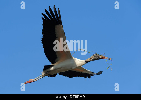 Woodstork con materiale di nidificazione, Florida, Stati Uniti d'America / (Mycteria americana) / American Wood Ibis Foto Stock