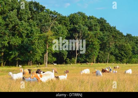 Caprini domestici (Capra aegagrus hircus) Foto Stock