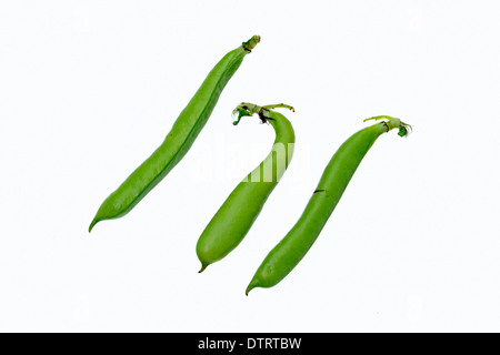 Fava, cialde / (Vicia faba) / Fava, Faba Bean, cavallo, fagiolo fagiolo di Campo, Tic Bean Foto Stock