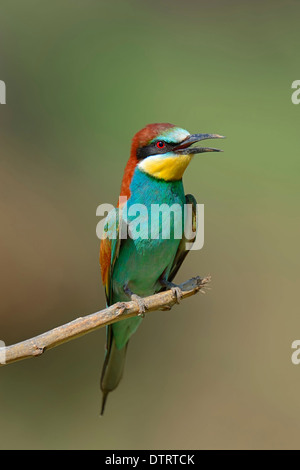 Unione gruccione, Grecia / (Merops apiaster) Foto Stock