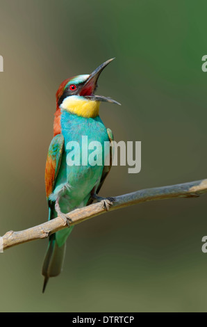Unione gruccione, Grecia / (Merops apiaster) Foto Stock
