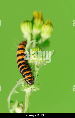 Il cinabro Moth, Caterpillar, Renania settentrionale-Vestfalia, Germania / (Tyria jacobaeae) Foto Stock