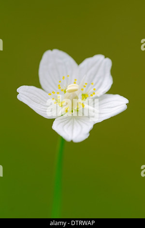 Erba del Parnaso, Baviera, Germania / (Parnassia palustris) Foto Stock