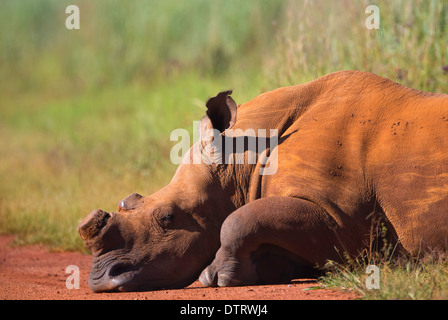 White Rhino con corno di cut-off Foto Stock