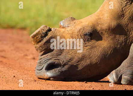 White Rhino con corno di cut-off Foto Stock