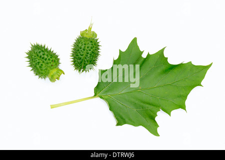 Thorn Apple / (Datura stramonium) / Jimson Weed Foto Stock