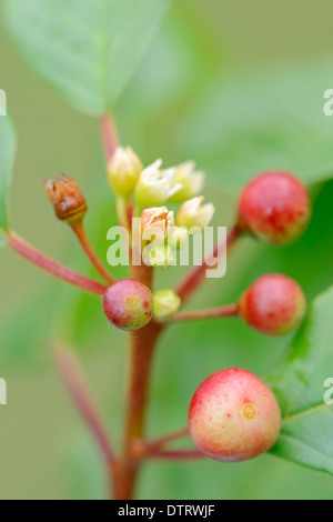 Alder frangola, Baviera, Germania / (Frangula alnus, Rhamnus frangula) / Glossy frangola, rompendo frangola, Nero Sanguinello Foto Stock