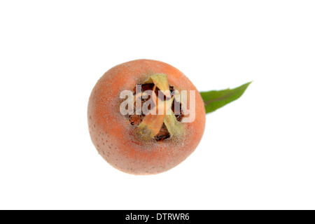 Nespola frutta / (Mespilus germanica) Foto Stock