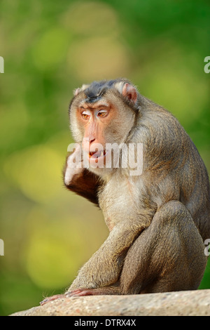 Southern Pig-coda Macaque, maschio / (Macaca nemestrina) / Sunda Pig-coda Macaque Foto Stock