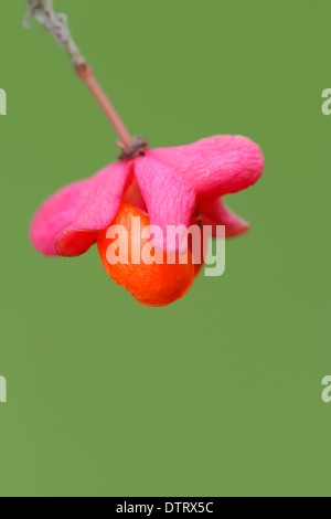 Mandrino-tree, frutti, Renania settentrionale-Vestfalia, Germania / (Euonymus europaeus) Foto Stock