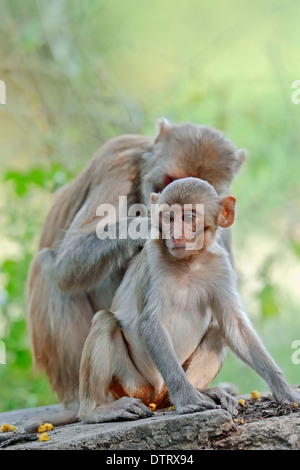 Nelle scimmie Rhesus, femmina con giovani, Keoladeo Ghana national park, Rajasthan, India / (macaca mulatta) / macaco rhesus Foto Stock