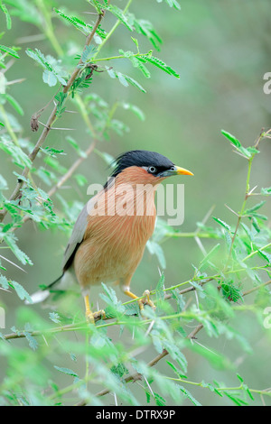 Brahminy Myna, Keoladeo Ghana national park, Rajasthan, India / (Sturnus pagodarum) / Brahminy Starling, a testa nera Starling Foto Stock