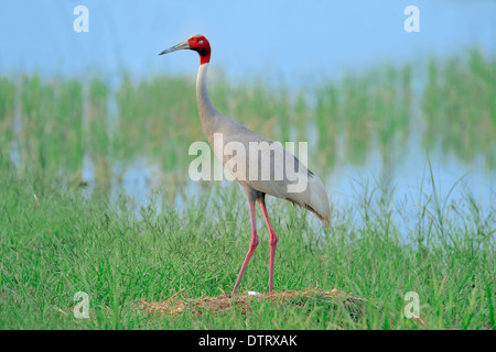 Sarus gru sul nido, Rajasthan, India / (Grus antigone) Foto Stock