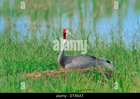 Sarus gru sul nido, Rajasthan, India / (Grus antigone) Foto Stock