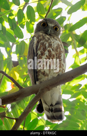 Brown Hawk Owl, Uttar Pradesh, India / (Ninox scutulata) Foto Stock