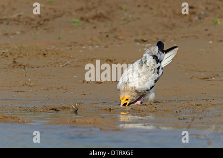 Avvoltoio egiziano, Uttar Pradesh, India / (Neophron percnopterus) Foto Stock