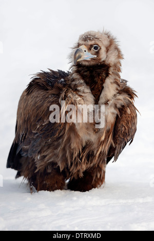 Vivaio Spider Web, femmina custodendo youngs sotto il tessuto, Renania settentrionale-Vestfalia, Germania / (Pisaura mirabilis) Foto Stock