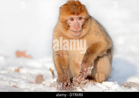 Betulla foglie-rullo, leaf roll, Renania settentrionale-Vestfalia, Germania / (Deporaus betulae, Deporaus populi) / Leafroller betulla Foto Stock