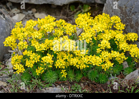 Aglio selvatico, Renania settentrionale-Vestfalia, Germania / (Allium vineale) / Crow aglio, campo di aglio, cipolla selvatica Foto Stock