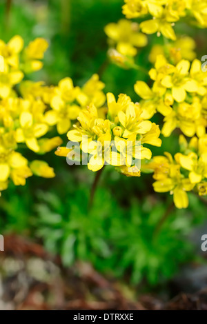 Aglio selvatico, Renania settentrionale-Vestfalia, Germania / (Allium vineale) / Crow aglio, campo di aglio, cipolla selvatica Foto Stock