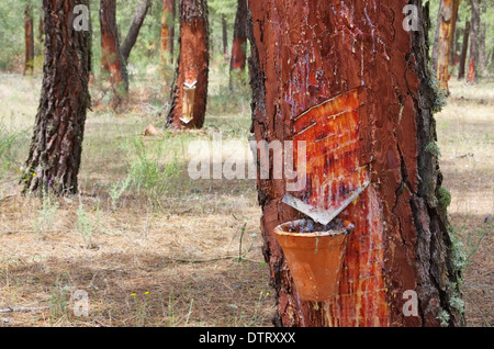 Pinienwald Harzgewinnung - pineta di estrazione di resina 09 Foto Stock