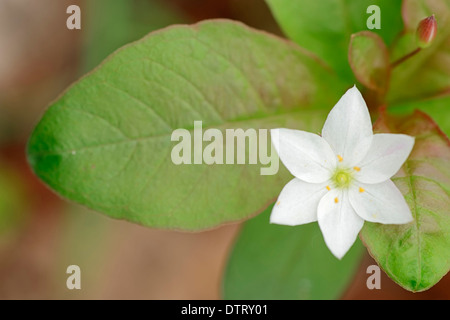 Falso Fox carici, Renania settentrionale-Vestfalia, Germania / (Carex otrubae) Foto Stock