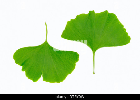 Il giglio della valle, foglie / (convallaria majalis) Foto Stock