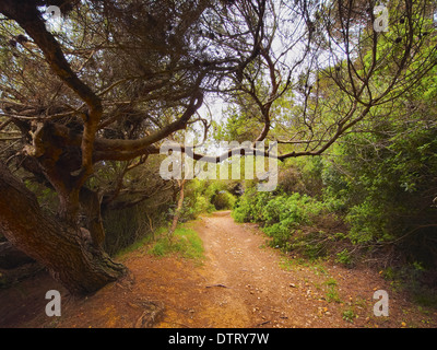 Foresta nella parte sud di Menorca, isole Baleari, Spagna Foto Stock