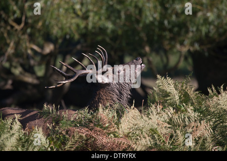 Red Deer cervo muggito in una posizione dominante. Foto Stock