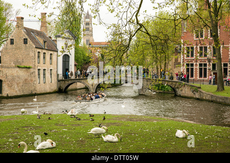 Cigni bianchi e anatre che poggiano su un terrapieno come turisti godetevi un giro in barca intorno i canali del centro storico di Bruges in Belgio Foto Stock