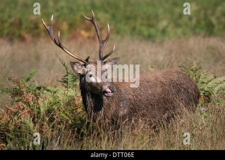 Giovani Red Deer pricket emergenti da bracken. Foto Stock