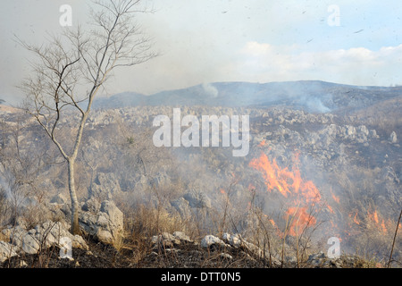 fuoco di boscaglia Foto Stock