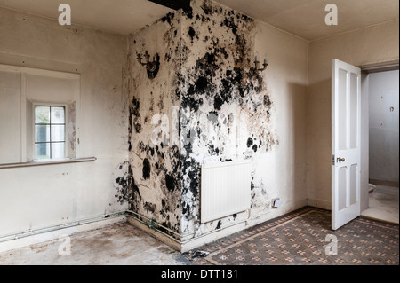 Muffa nera (stachybotrys chartarum) causata da penetrazione umida e/o mancanza di ventilazione in una casa vuota. Si tratta di un grave rischio per la salute (Regno Unito) Foto Stock