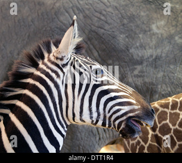 Le pianure zebra Equus quagga, noto anche come il comune o zebra Burchell's zebra Foto Stock