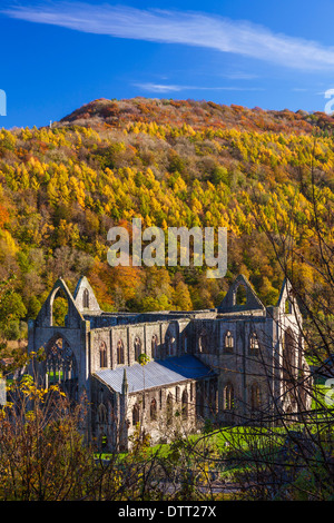 Tintern Abbey Wye Valley Monmouthshire Galles U.K. Foto Stock