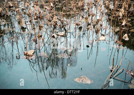 Appassiti lotus in stagno Foto Stock